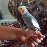 عروس هلندی