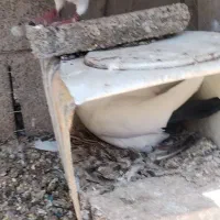 جفت دمسیاه و دمزرد