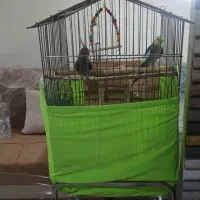عروس هلندی
