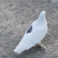 یک جفت کبوتر لوتی