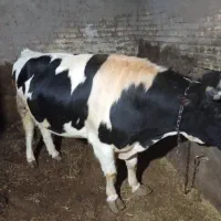 گاو نر هلندی