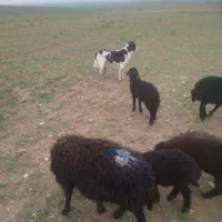 سگ گله نز