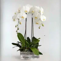خرید و فروش تخصصی گیاه ارکیده