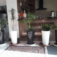 گل طبیعی