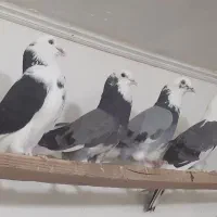 کفتر۲۰نروماده ابلغ خال پیس عالی زیباپرشی یکجابشرط