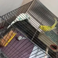 مرق عشق|پرنده|محمدشهر, محمدشهر|دیوار