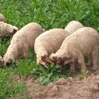 تعدادی بره برای فروش