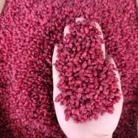 پخش کلی فروشی خشکبار زرشک و زعفران