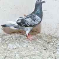 کفتر