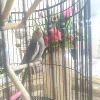 عروس هلندی نر شیش ماهه