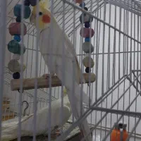 عروس هلندی نر