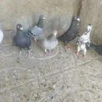 پرنده|حیوانات مزرعه|داراب, |دیوار