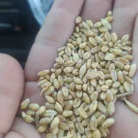 گندم پیشگام