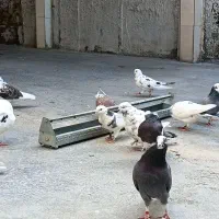 کبوتر