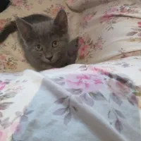 بچه گربه طوسی رنگ نژاد دار