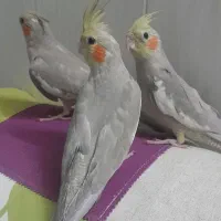 عروس  هلندی اهویی