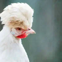 مرغ سلطان گوشتی