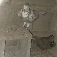 کبوتر دمی با سرور جفت