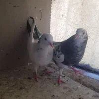 جوجه کبوتر پرشی پتی واله