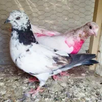 کفتر|پرنده|کاشان, راوند|دیوار