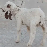 بره نر‌مری‌