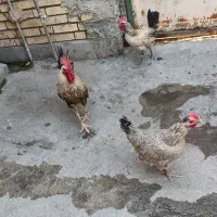 مرغ وخروس محلی
