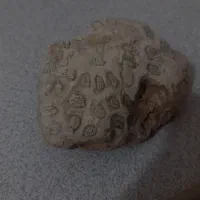 فسیل چند ملیون ساله