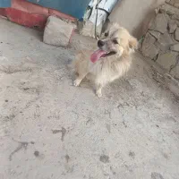 پاکوتا پامر