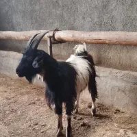 بزغاله دوبری شاخ راست