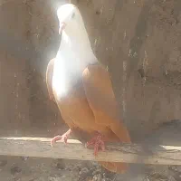 کلاغ زردماده