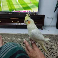 عروس هلندی