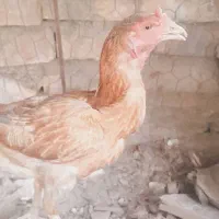 ماکیان