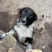 واگذاری سگ پاکوتاه