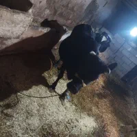 گاو گوساله