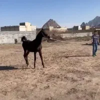 کره مادیون عرب بسیار حرفه ای وآینده دار