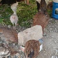 جوجه مرغ گلین،لری اصیل قلم سبز