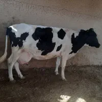 گاو شیری درجه یک