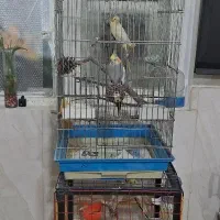 مینا و عروس هلندی سخنگو