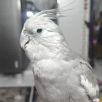 عروس هلندی