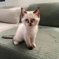 بچه گربه نژاد پرشین اسکاتیش