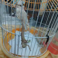 عروس هلندی سفید البنیو