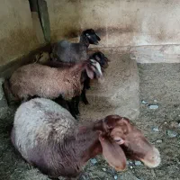 گوسفند زنده