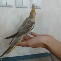 جوجه عروس هلندی آهویی و سینامون