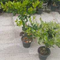 گل یاس|گل و گیاه طبیعی|رودسر, |دیوار
