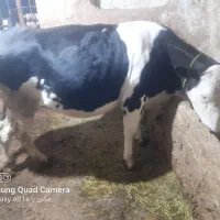 تلیسه ۶ماهه