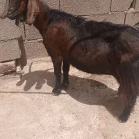 بزهیکلی