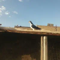 باسلام یک عدد ساده سیاه نر