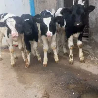 گوساله نرشیری وقطع شیرفروش مستقیم ازگاوداری صنعتی