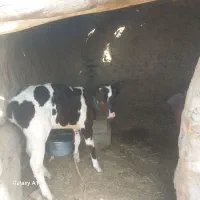 گاو گستر شیری زه اول