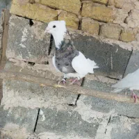 طوقی